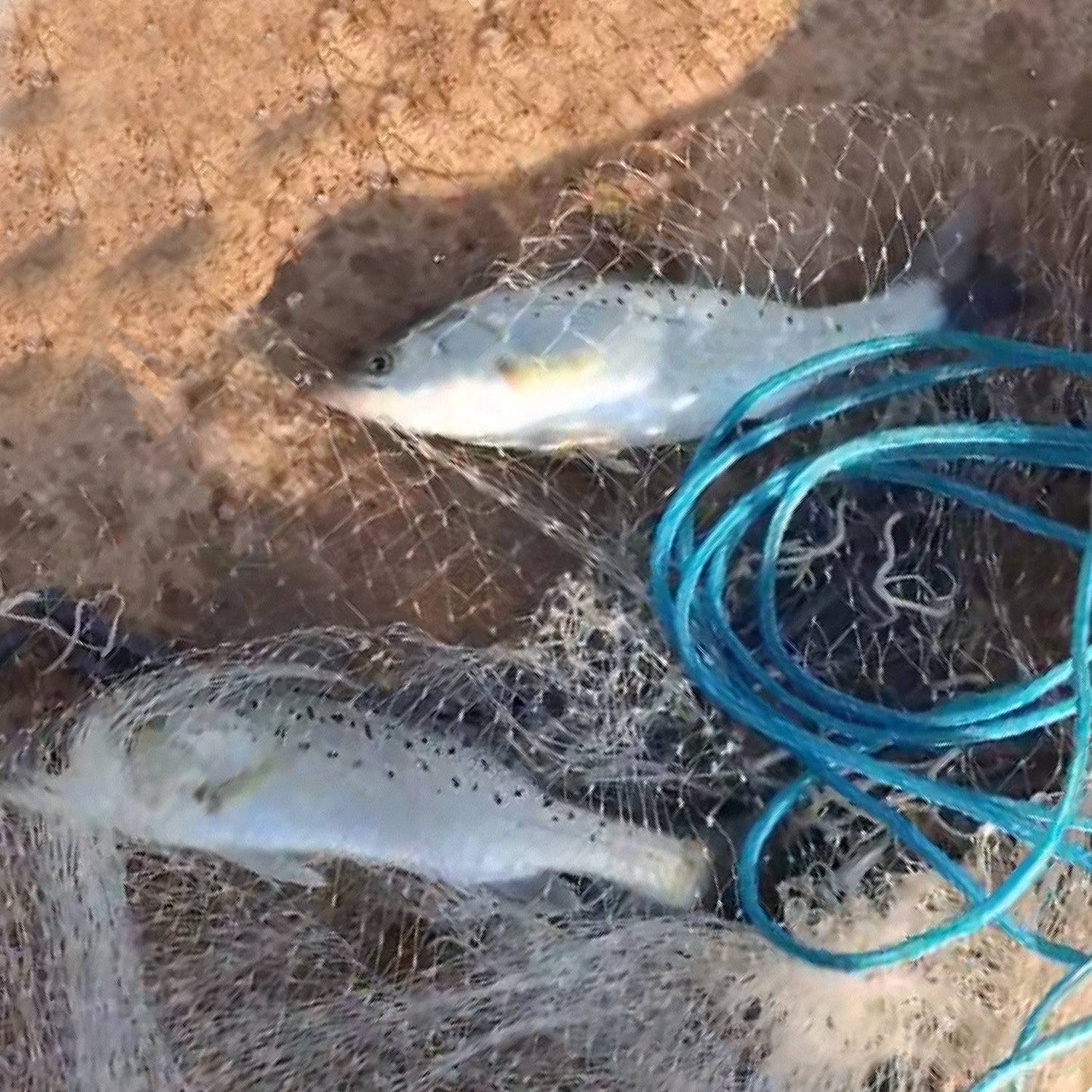 8ft Radius Fishing Cast Net Bait Trap Easy Throw Heavy Duty Hand Cast Net with Chain Sinker Bottom Spread