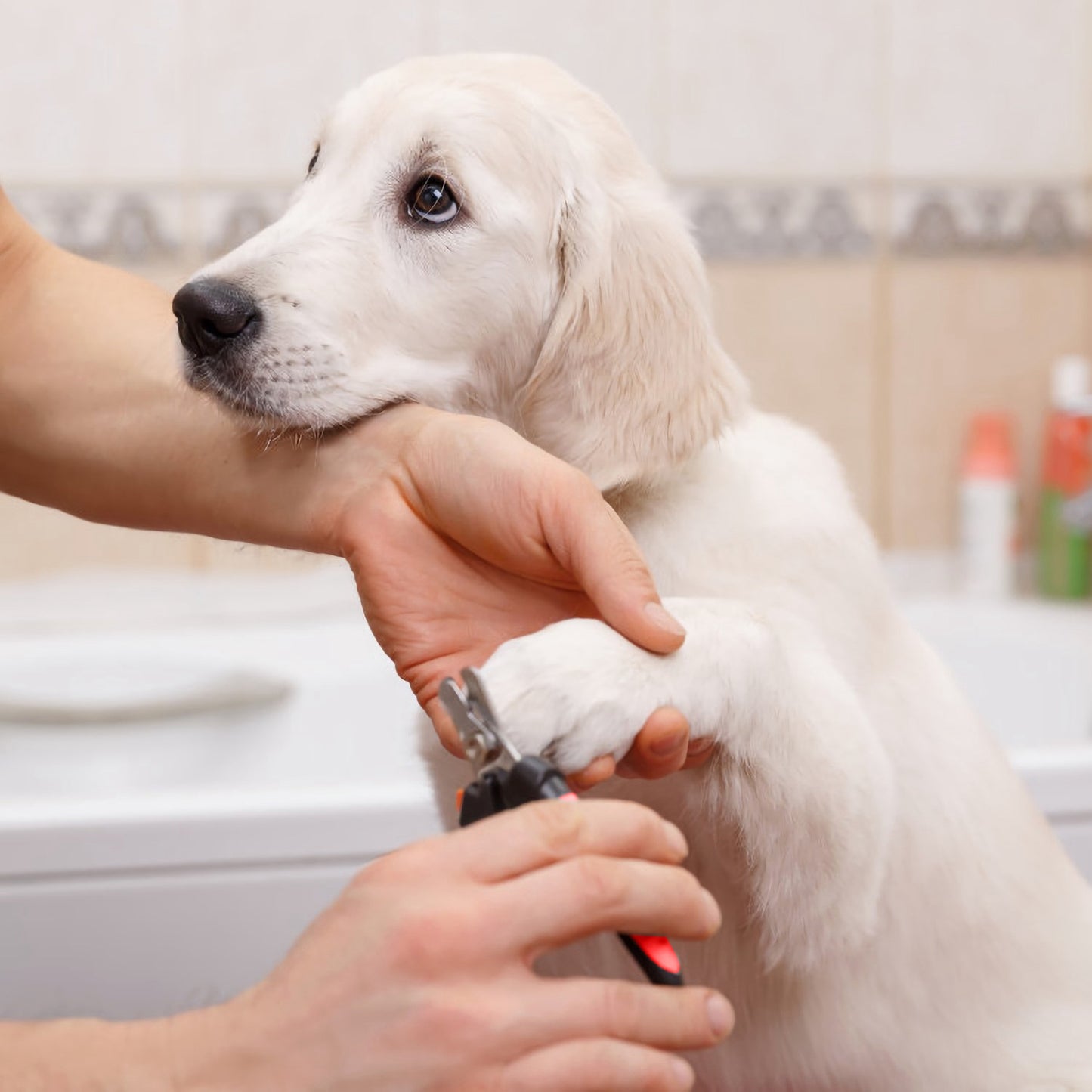 Dog Nail Clippers Professional Pet Nail Trimmer for Pet Claw Grooming
