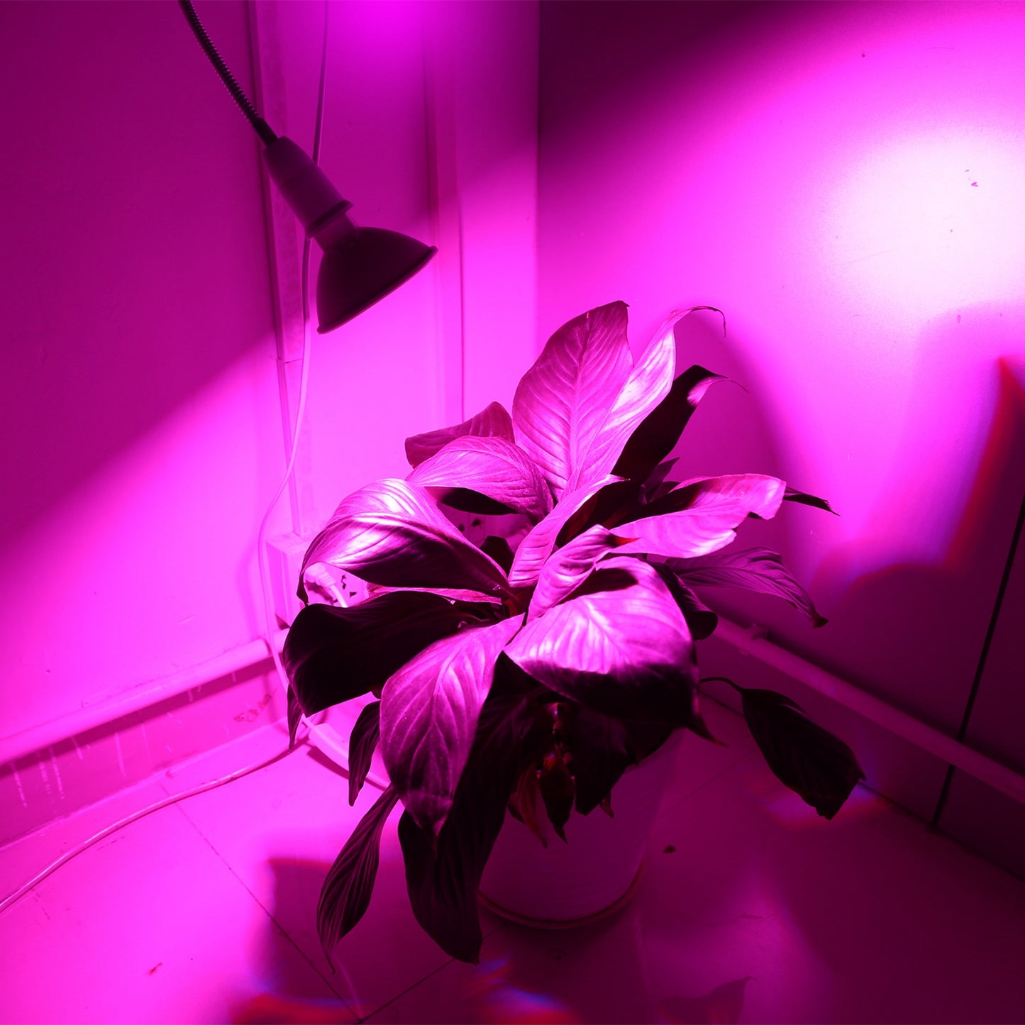 LED Grow Light 12W 200 Red Blue LEDs Plant Grow Lamp 360 Degree Rotatable Plant Light